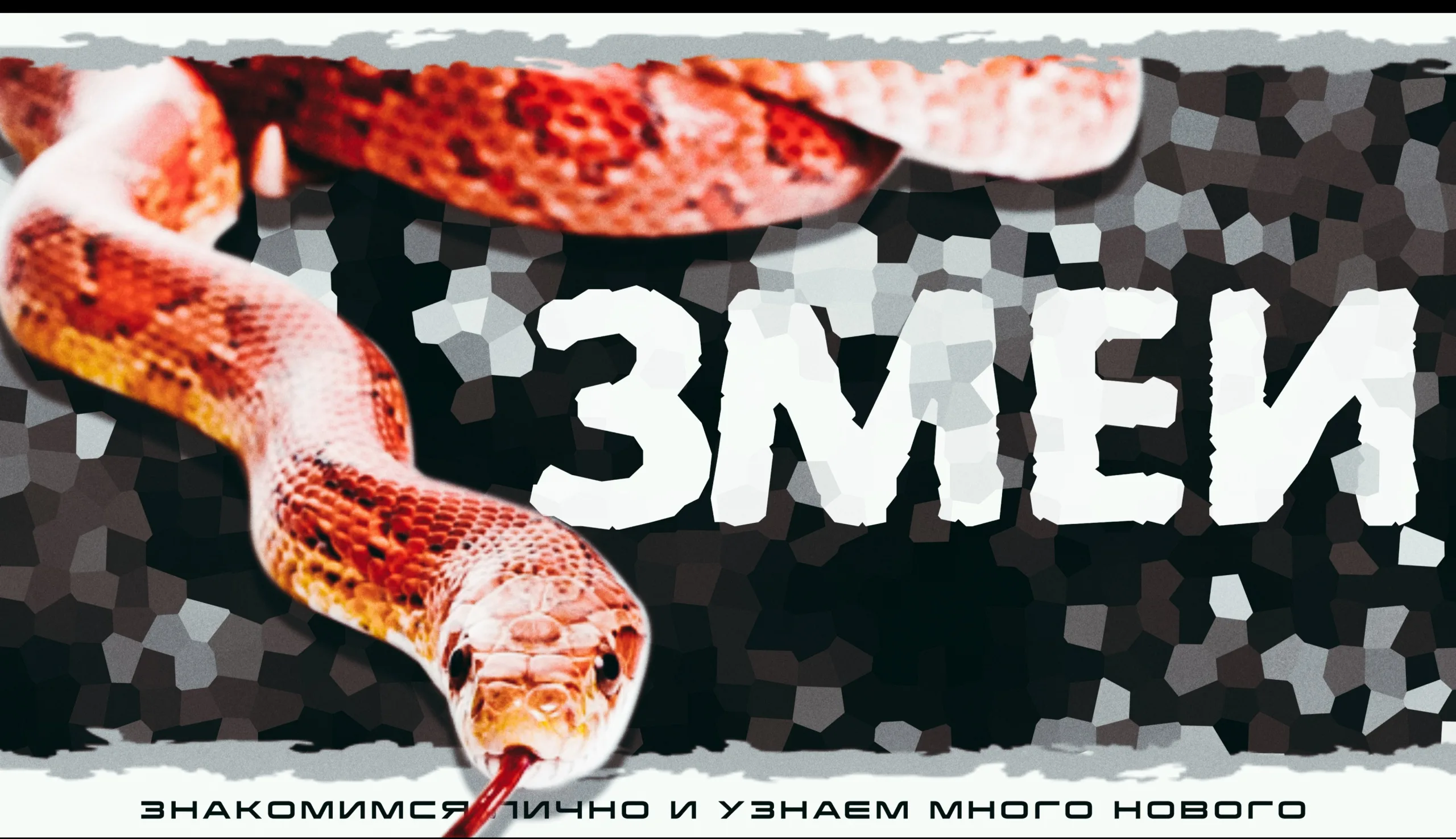 Змеи. Знакомство с рептилией