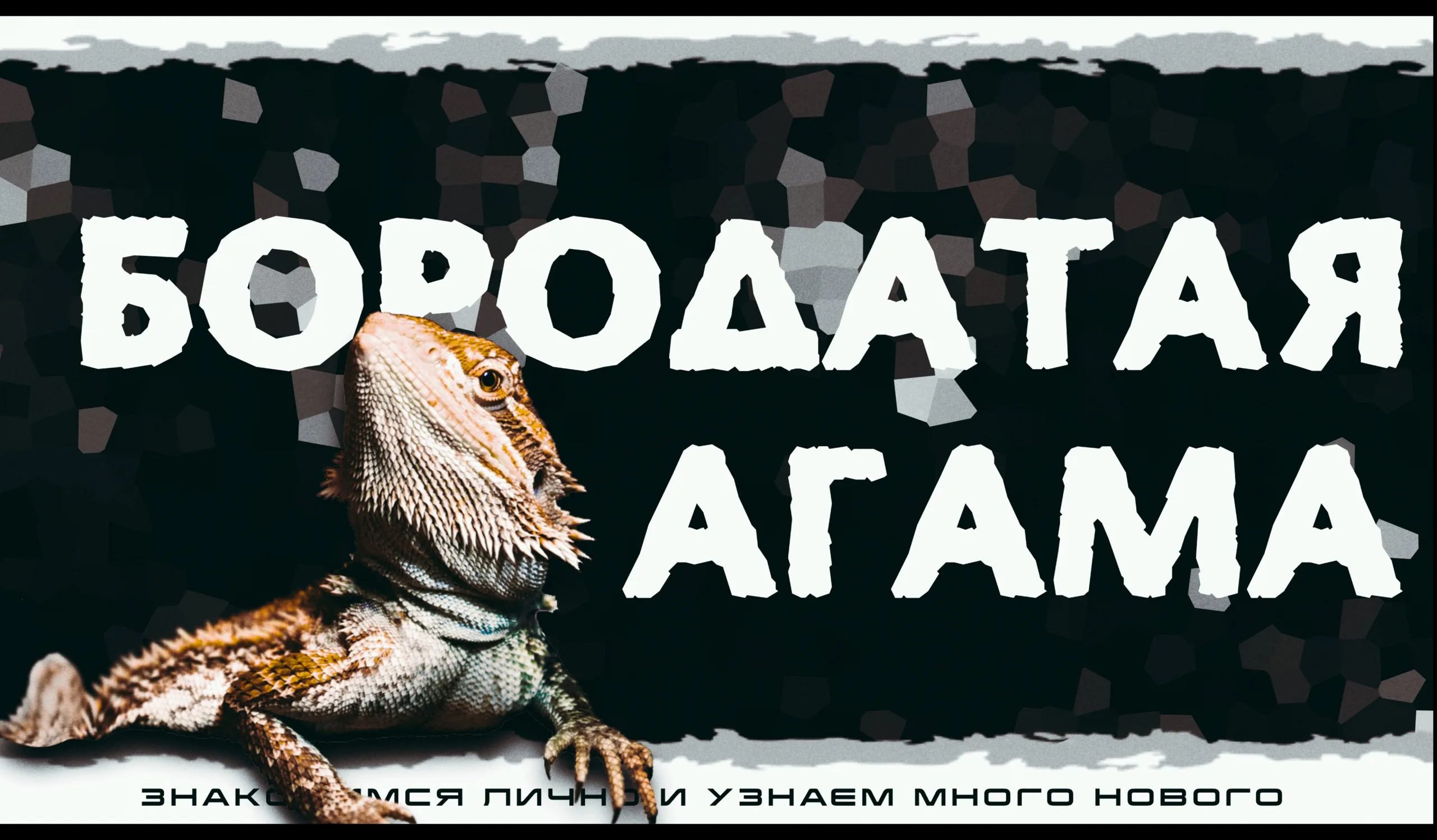 Бородатая Агама. Знакомство с рептилией.