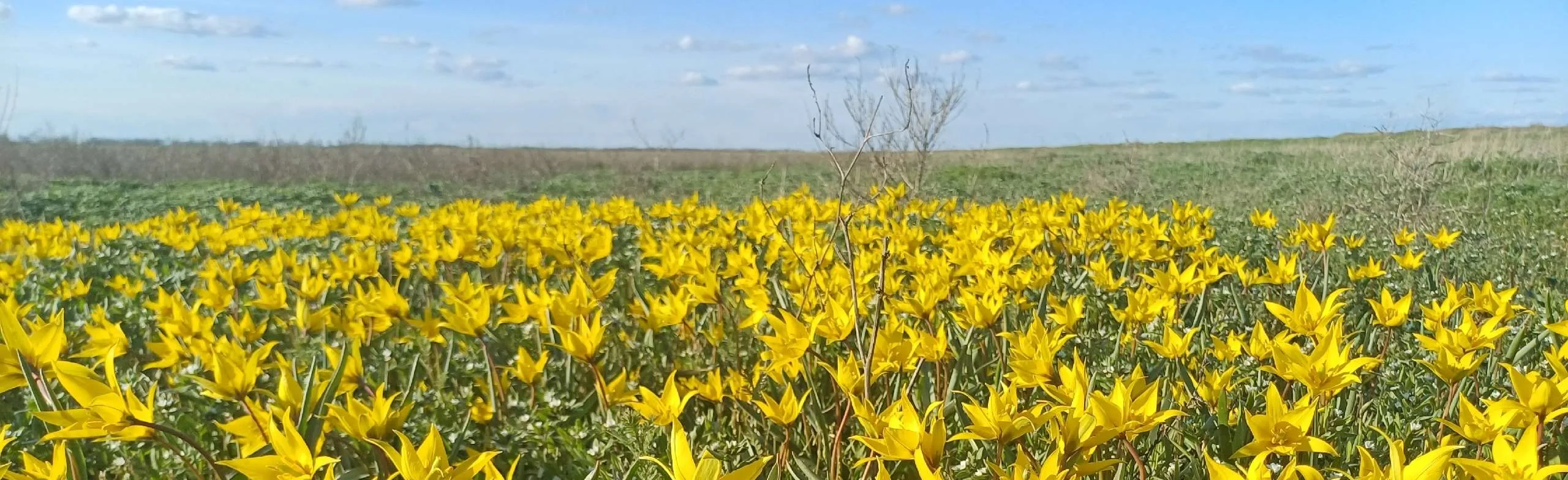 В культуре края – душа казачья. Программа