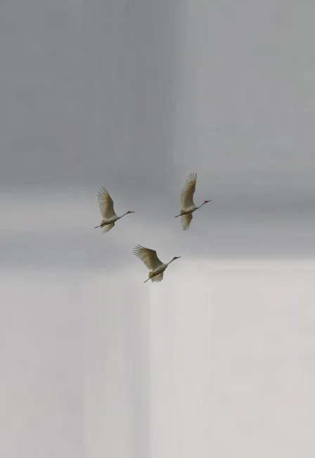 Летят журавли