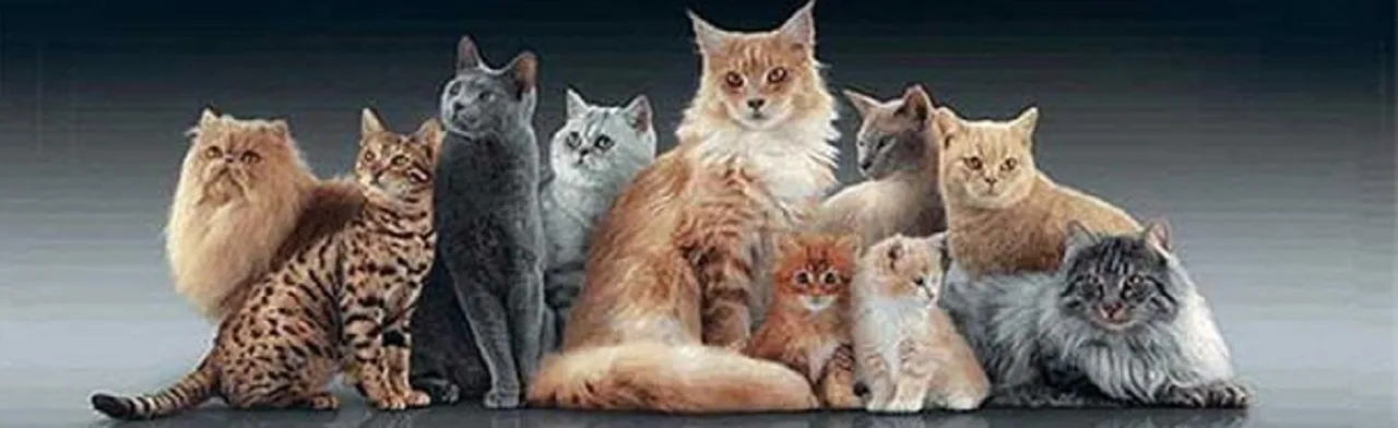 Выставка кошек