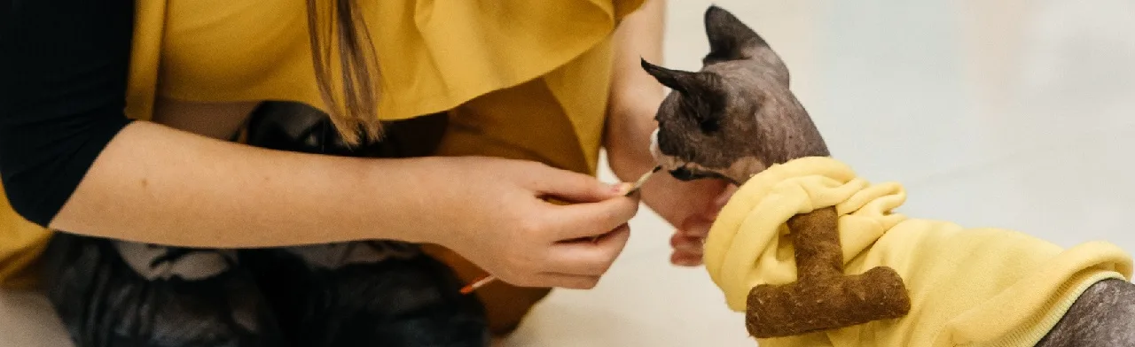 Мурфест. Выставка кошек
