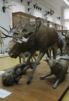 Экспозиция зоологического музея и гербария им. Э.А. Эверсмана