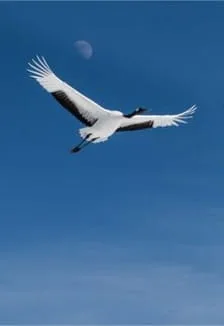 Белые журавли памяти. Литературный час