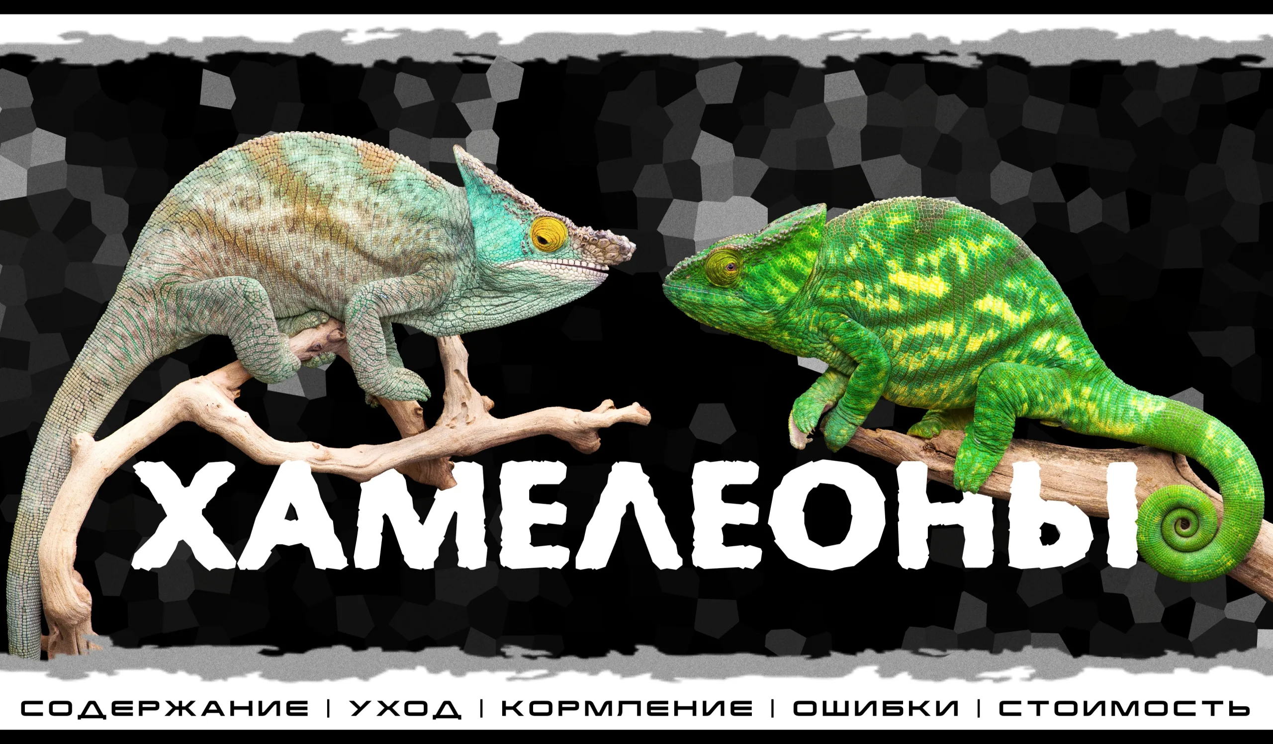 "Хамелеоны" Интерактивное знакомство с Экзотическими животными