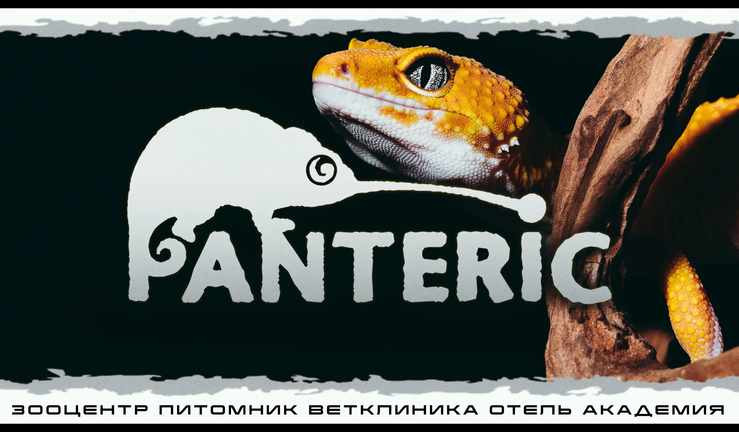 "Гекконы" Интерактивное знакомство с Экзотическими животными